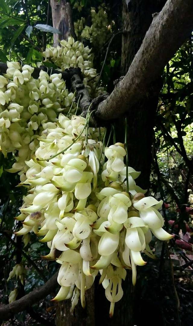 天鹿湖森林公园