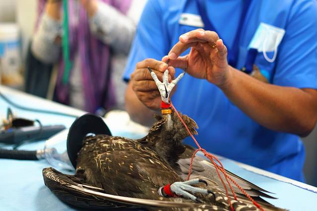 阿布扎比猎鹰医院