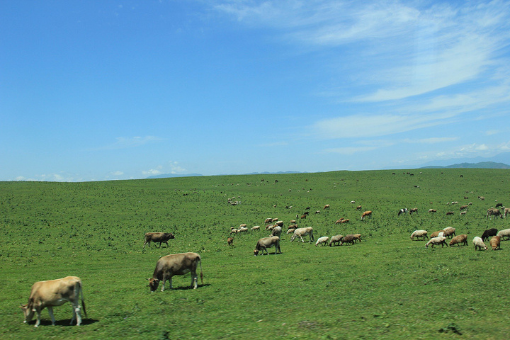 空中草原牛羊成群.远处的雪山