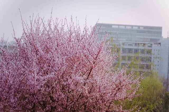 武汉理工大学（马房山校区）