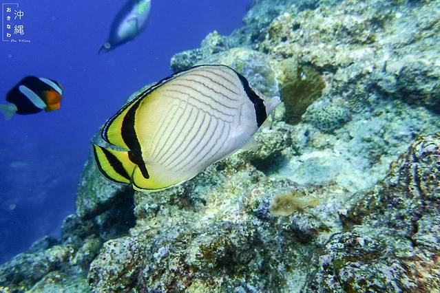 海之味,一个人的恋恋冲绳(由南至北,5日行走冲