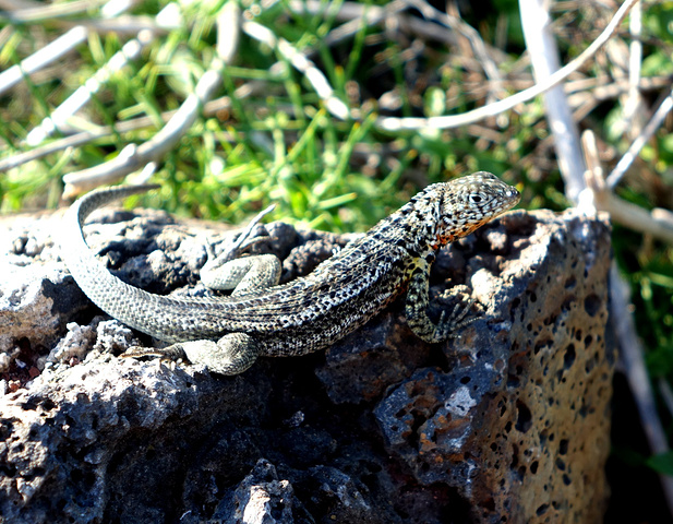 加拉帕戈斯动物