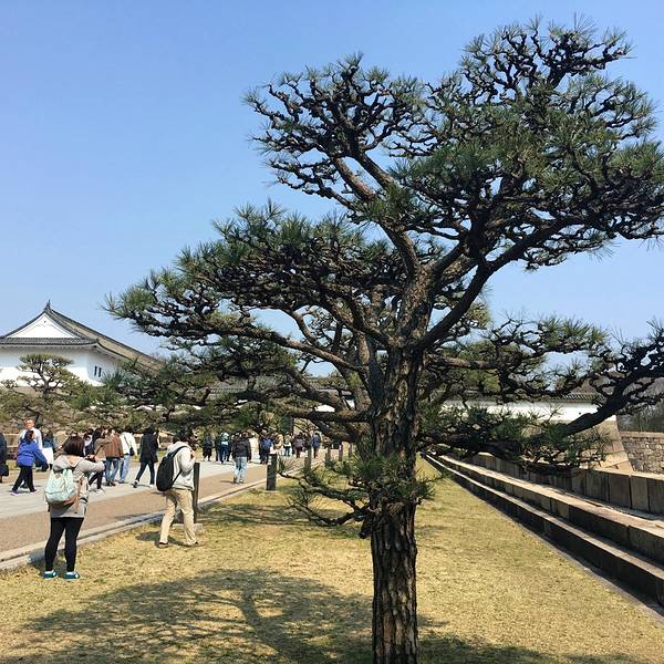 2018大阪城公园门票,大阪大阪城公园游玩攻略