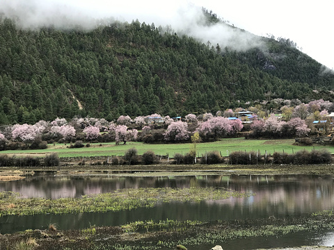 波密桃花沟旅游景点攻略图