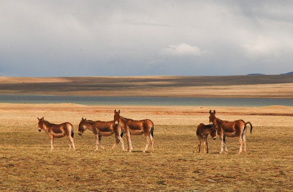 可可西里国家级自然保护区