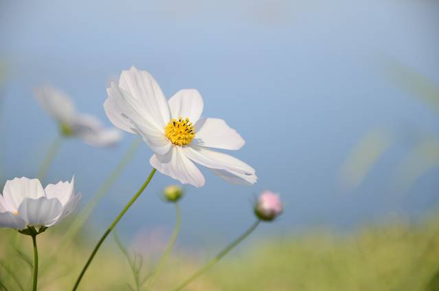 洱海月湿地公园