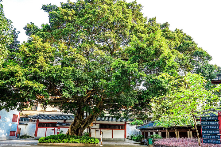2017实用信息:光孝寺靠近西门口地铁站,寺内有