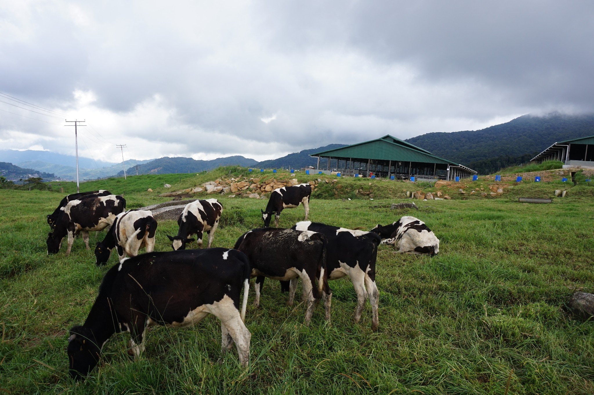 奶牛很悠闲的漫步在绿油油的草地云层已经很低了感觉