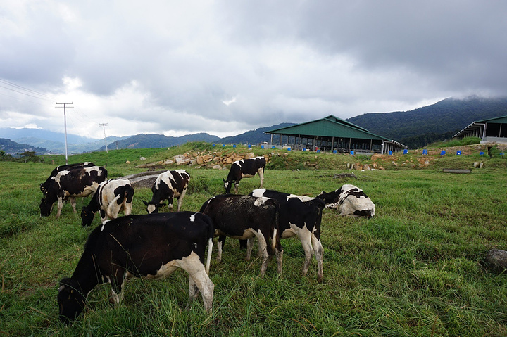 奶牛很悠闲的漫步在绿油油的草地云层已经很低了感觉牛牛都生活在仙境