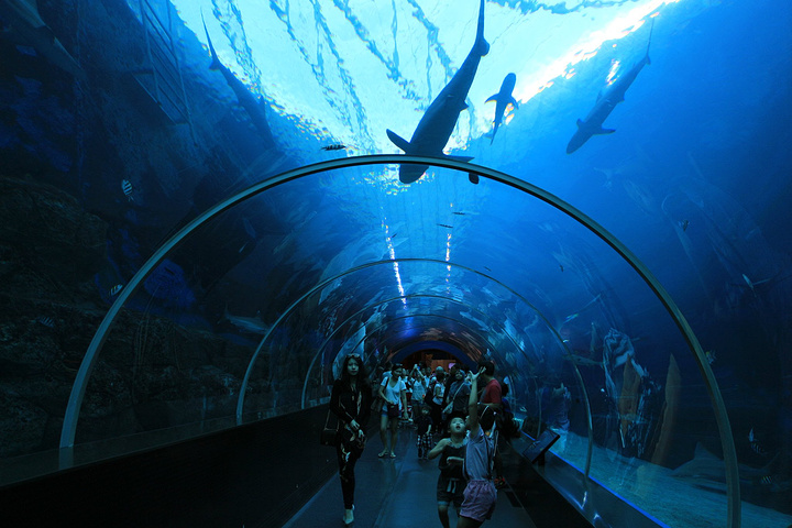 沉船区下来就是沿着海底隧道走进一个色彩斑斓的海底世界梦幻又震撼