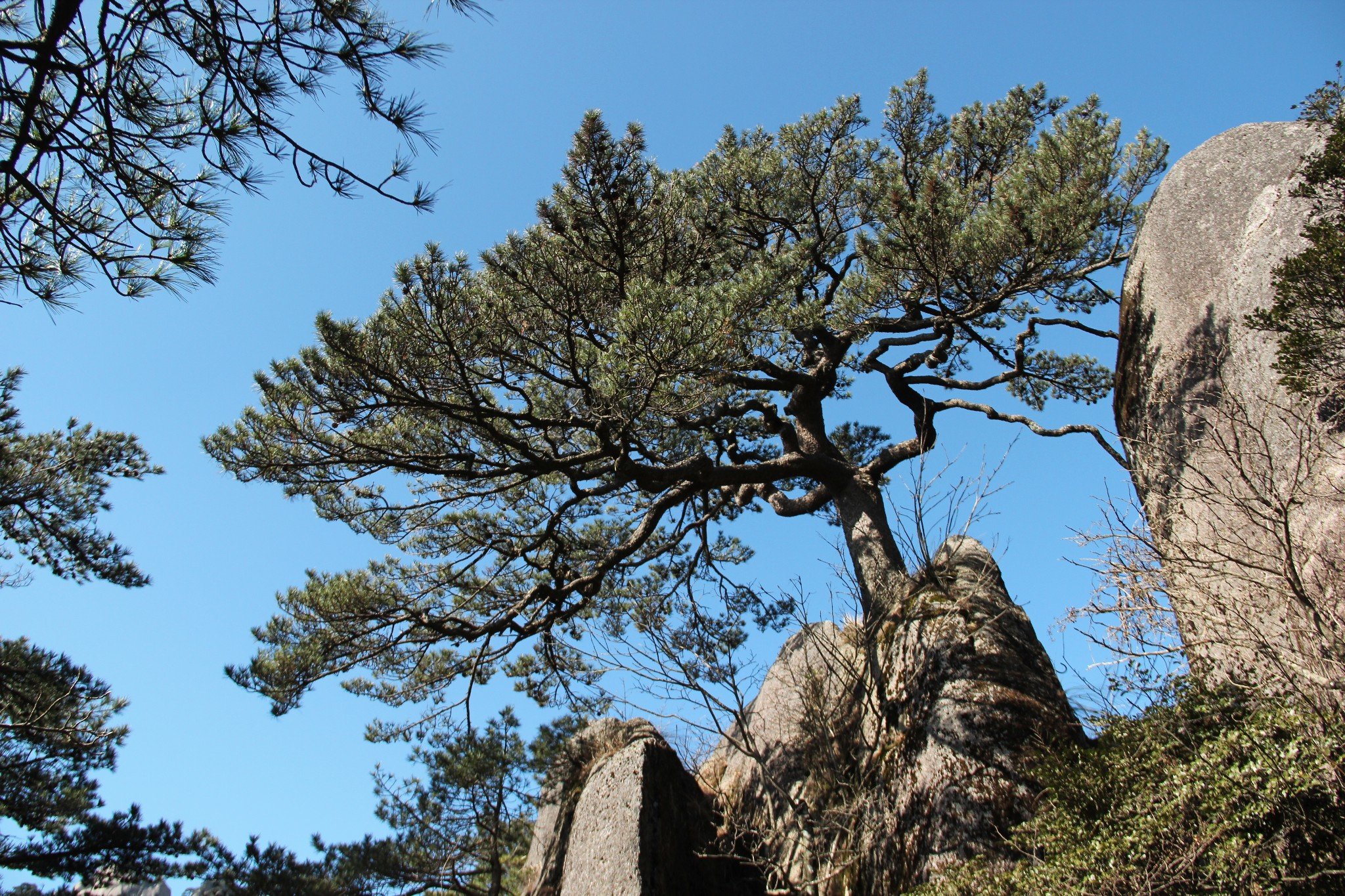 黄山著名"三松"——送客松
