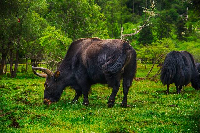 四姑娘山景区-木骡子