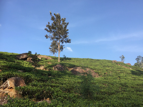 2017蓝房子茶厂_旅游攻略_门票_地址_游记点