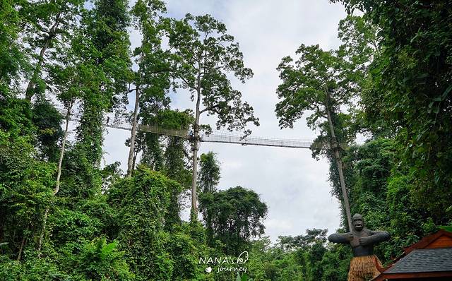 望天树-空中走廊