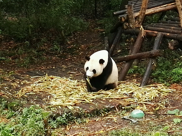 2017到大熊猫繁育研究基地看熊猫在季节上最