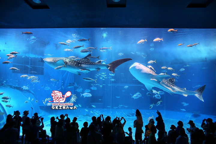 (这里总计有精华鱼种650种,75000不同种奇鱼展示可供观赏)而是直接去