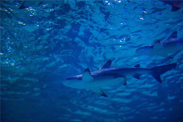 多彩贵州城极地海洋世界