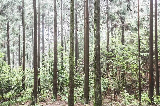 玉苍山森林公园