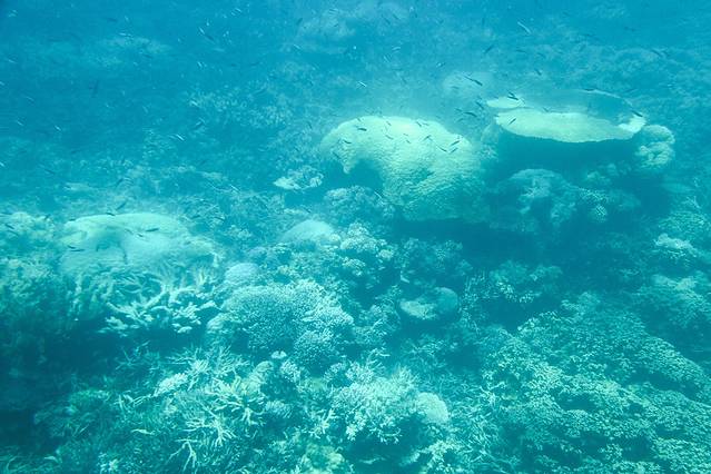 阿金考特大堡礁