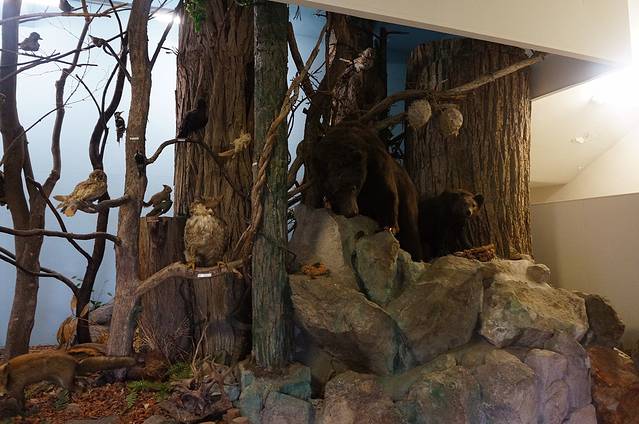 洞爷湖森林公园