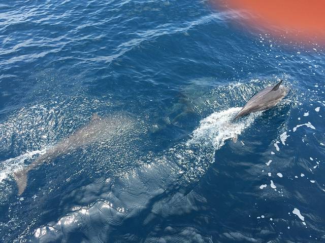 宜兰龟山岛赏鲸