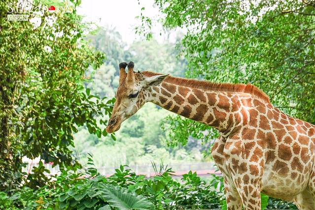 新加坡动物园