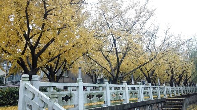 扬州江都银杏大道