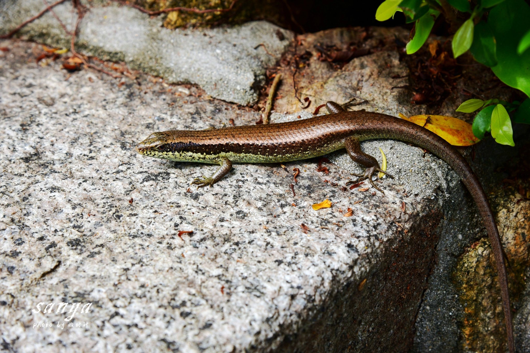 西岛真的很原始,这些小动物说不定就出现在你脚下.