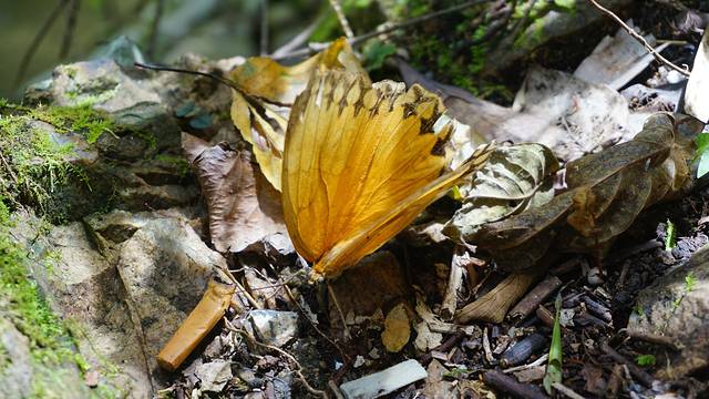钱江源国家森林公园