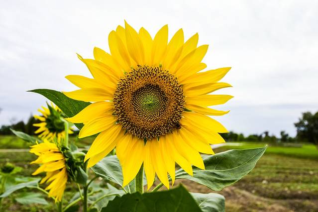 云澜湾·四季花海乐园