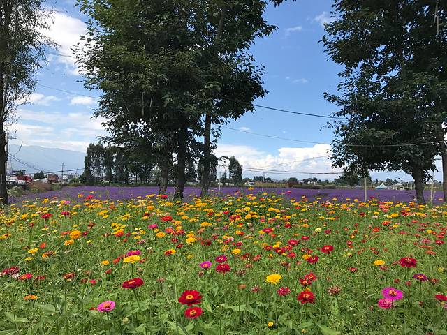 大理云海芳草薰衣草庄园