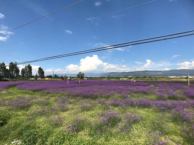 大理云海芳草薰衣草庄园
