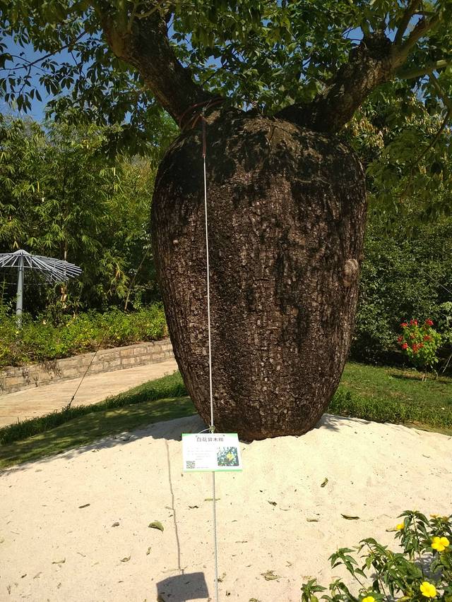 厦门园林植物园-百花厅