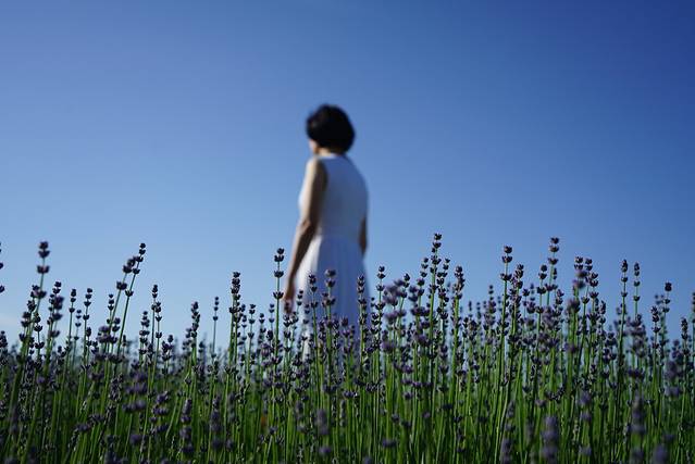 霍城65团薰衣草基地 