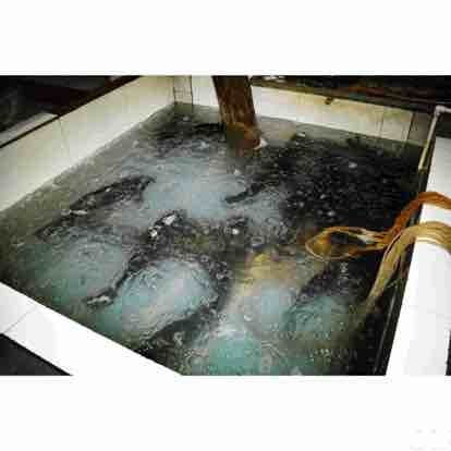 丰盛园灶台鱼家常菜(云岗店)