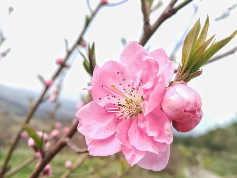 桃花岛风景区旅游景点图片