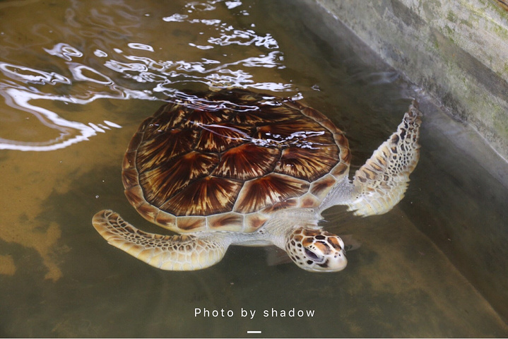 22努瓦勒埃利耶游玩攻略 努瓦勒埃利耶交通 住宿 行程 美食 购物攻略 努瓦勒埃利耶注意事项 实用信息 去哪儿攻略