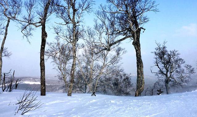 札幌国际滑雪场
