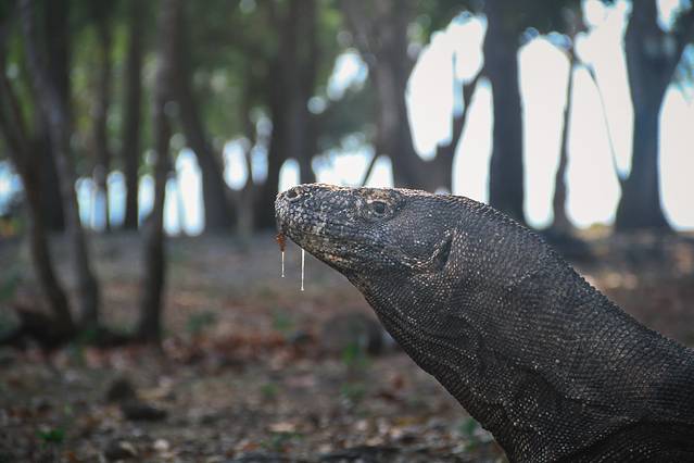 科莫多国家公园