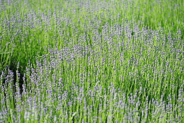 霍城65团薰衣草基地 