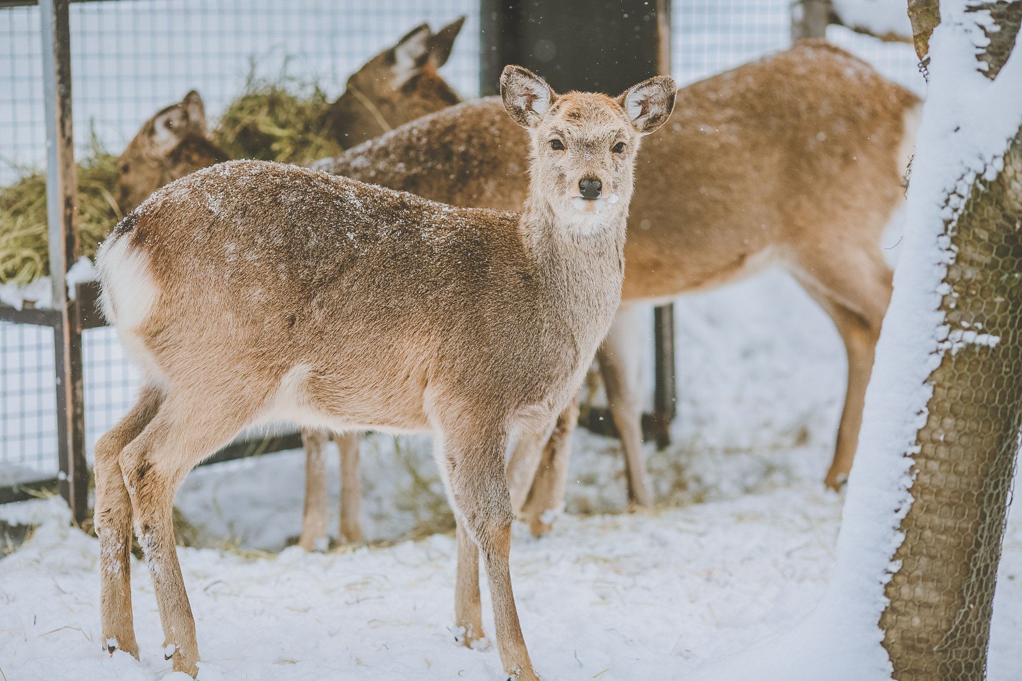 89 首页 【天晴姐步履不停之】终于和你饮过冰,零度天气看风景(2017