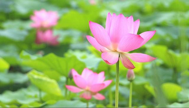 奥林匹克森林公园