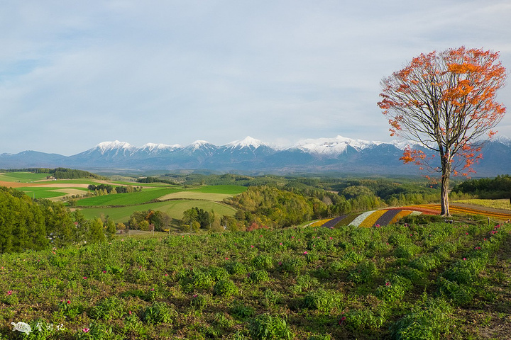 22之后的四季彩之秋是美瑛周围最火爆的景点了 四季彩之丘 评论 去哪儿攻略