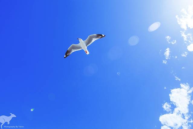 克利福德蜂蜜农场