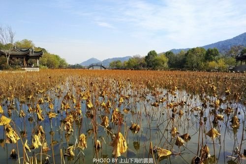 湘湖旅游度假区-荷花庄