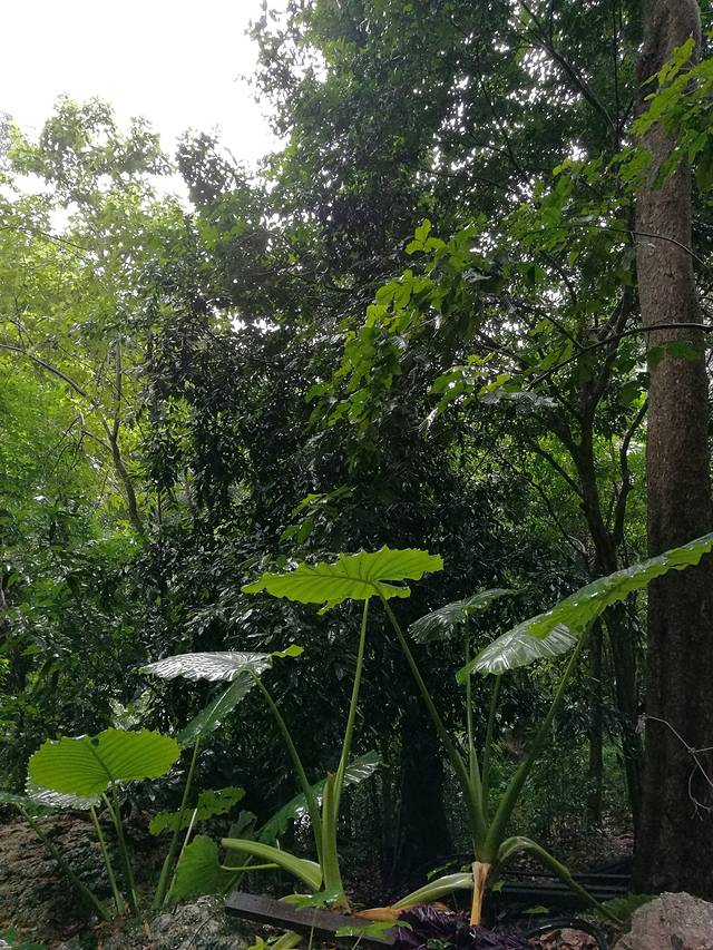 苏梅岛丛林飞跃