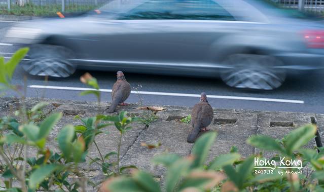 尖沙咀海滨花园