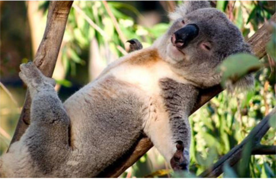 悉尼岩石区——无尾熊保护区——蓝山国家公园最著名的是三姐妹山.