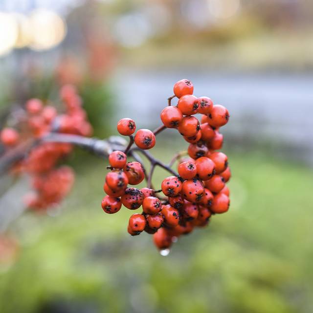 梦见在自家院子里插了一个花淑枝长出果实，寓意与解析