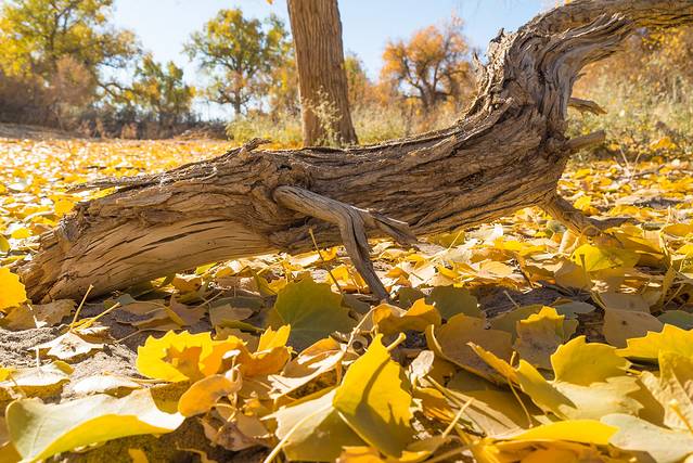 额济纳旗弱水·金沙湾胡杨林风景区